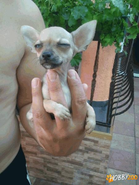 Vand pui chihuahua mini