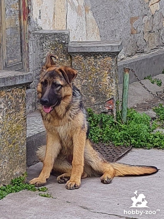 Catei Ciobanesc German 