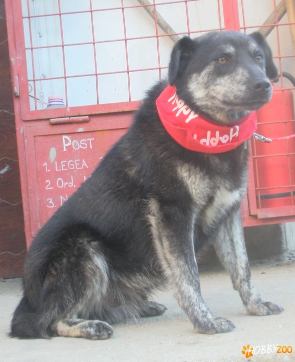 Metis CIOBANESC GERMAN pui