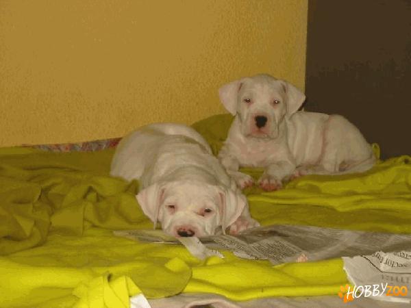 dog argentinian de vanzare