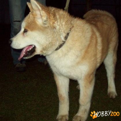 akita inu japonez cu pedigree