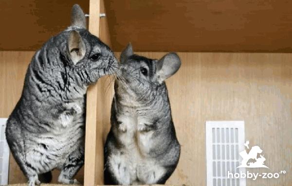 Vand Chinchilla/Sinsila