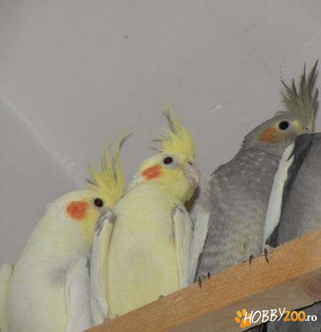 nimfe sanatoase pui sau maturi