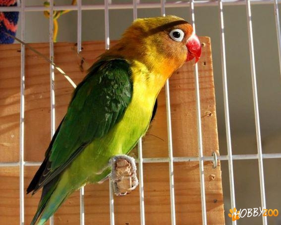 agapornis la preturi bune