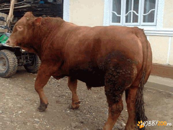 Vand taur rasa Angus