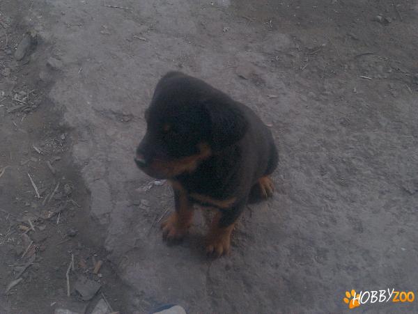 Vand puiuti ROTTWEILER