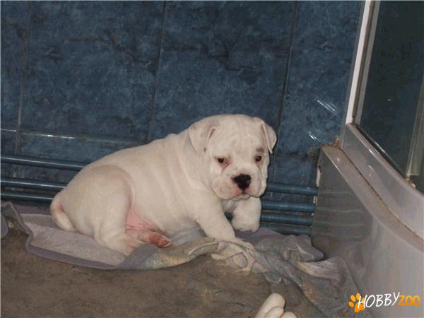 VAND PUI BULLDOG ENGLEZ