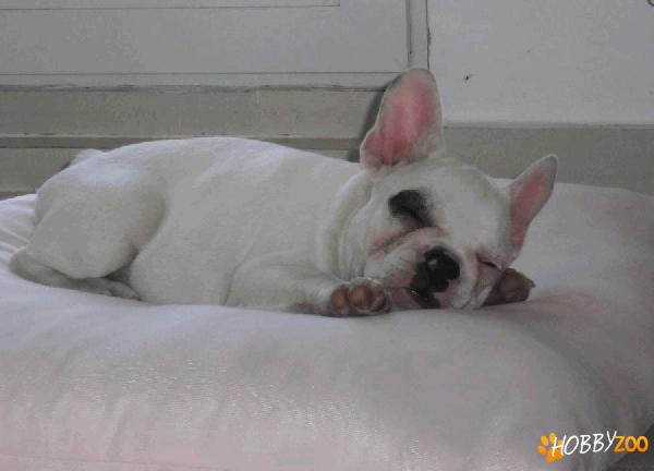 OCAZIE! pui bulldog francez