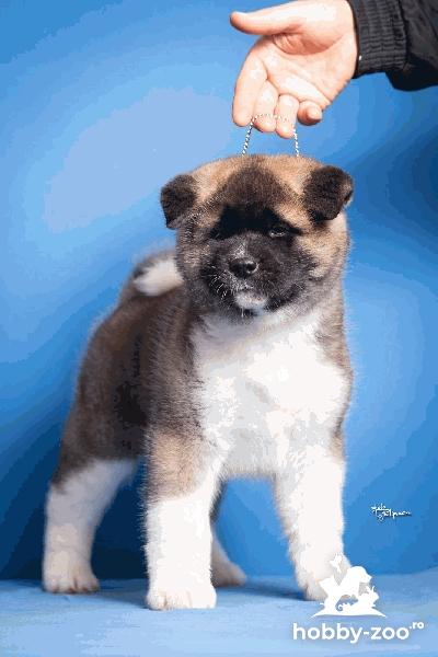 Akita american cățeluși