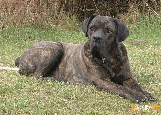 Monta Cane Corso italiano