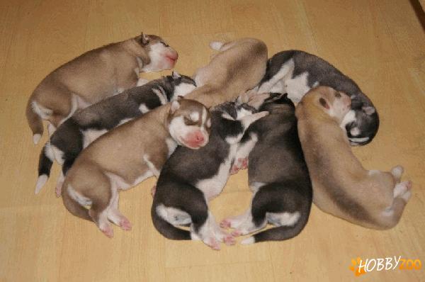 prenotari catei husky