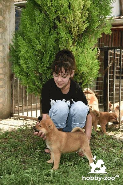 Shiba Inu catelusi de vanzare
