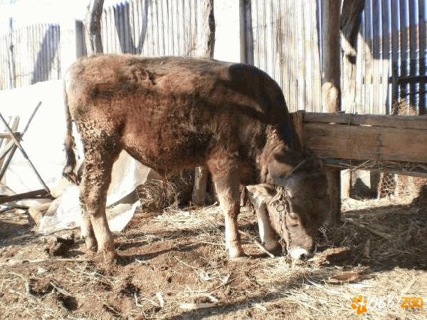 tauras tanar de vanzare