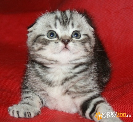 British Shorthair Silver Tabby cu Pedigree