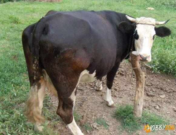 vaca rasa Holstein montata 