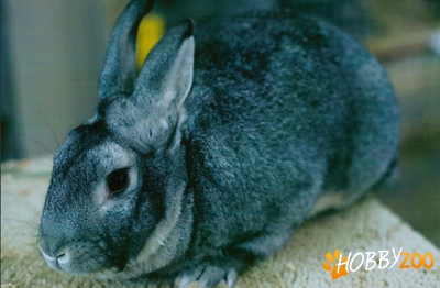 Iepuri Carmagnola Grey