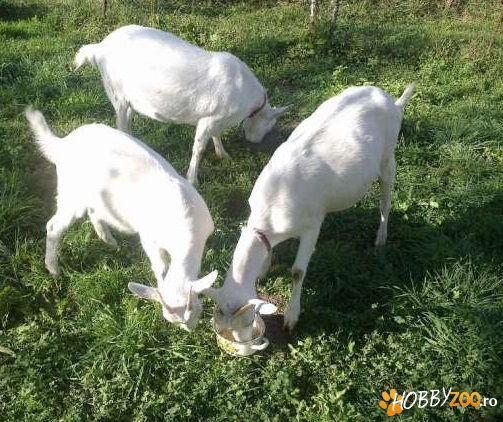 Capre Sannen schimb cu porci