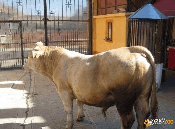 Taur rasa charolaise Sibiu