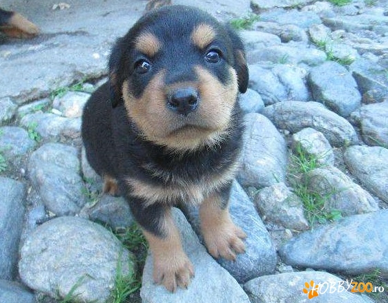 catelusi rottweiler talie mare