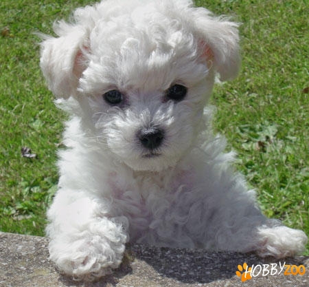 Bichon de vanzare