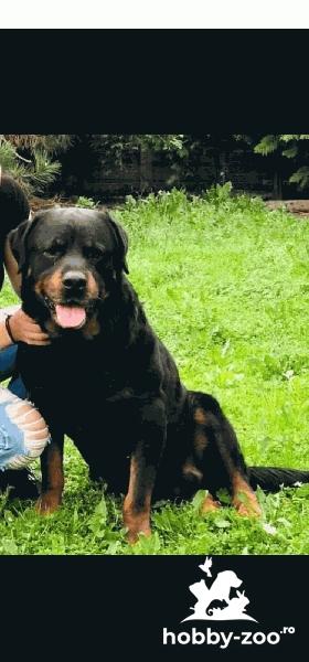 Mascul Rottweiler cauta femela