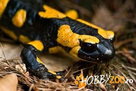 Mistere despre Salamandra salbatica