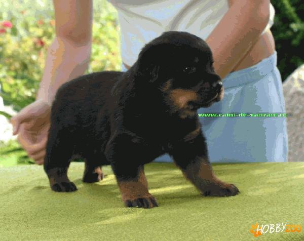 Rottweiler de vanzare pret de promotie
