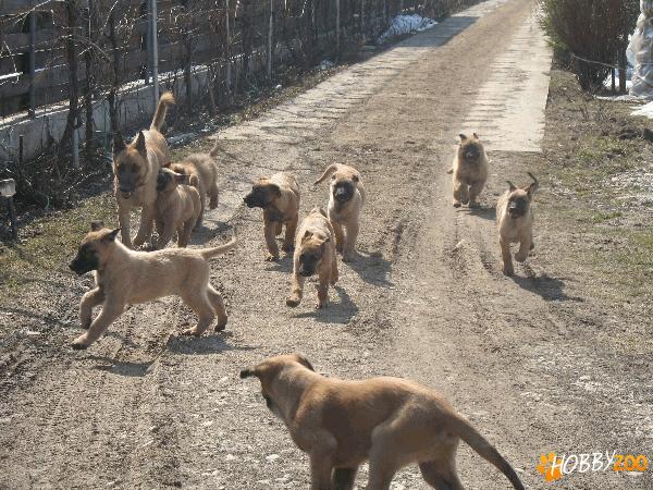 Ciobanesc belgian Malinois