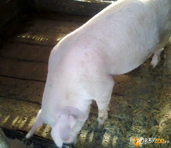 Porc de sacrificat negociabil