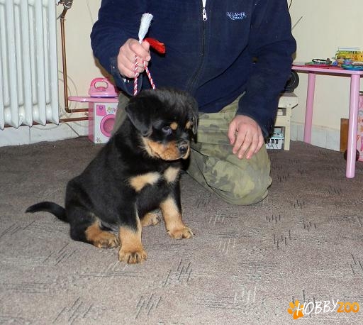 Vand catei Rottweiler