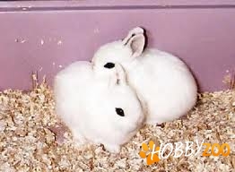 Iepuri pitici Dwarf Hotot