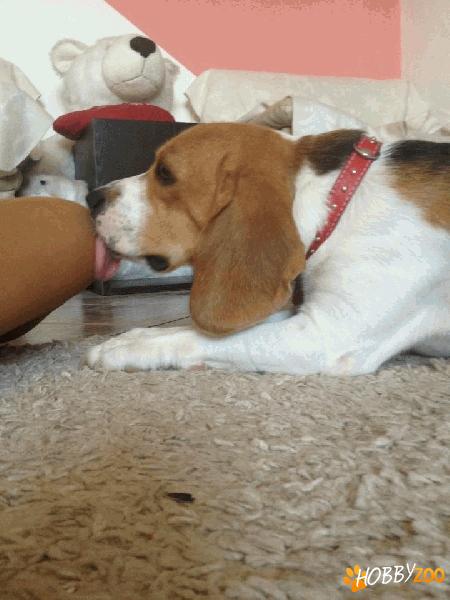 Teddy cauta o prietena beagle