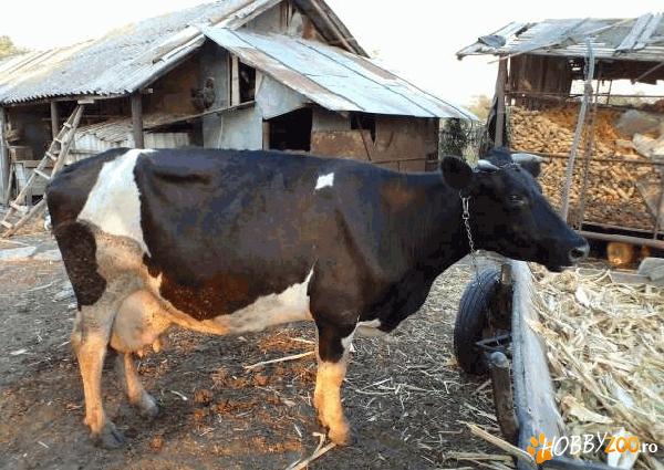 vand metis holstein     