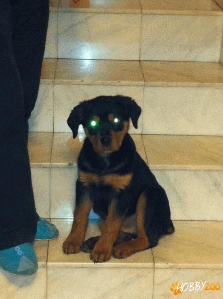 Pui Rottweiler din parinti cu pedigree