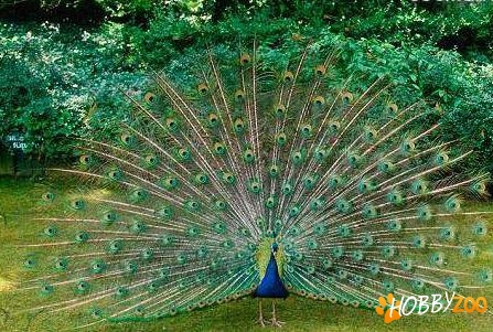 vindem familii de pauni