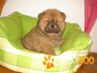 Pui Chow-Chow roscati,SUPERBI!