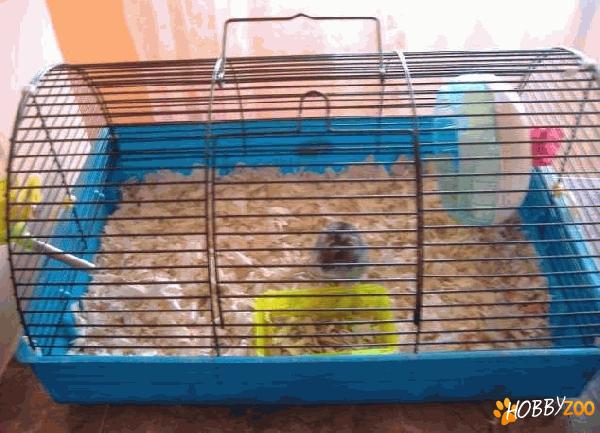 hamster femela cu cusca
