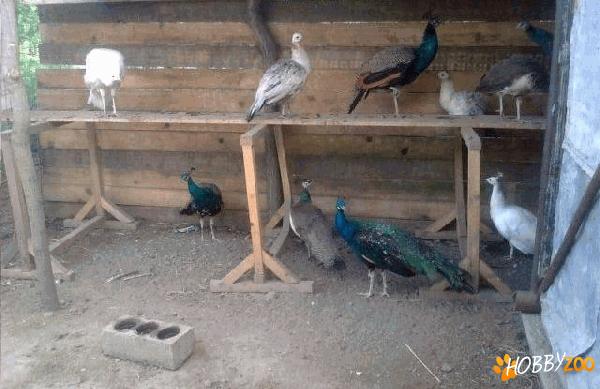 pauni din rasa umeri negri