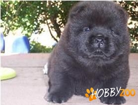 catei rasa Chow Chow negru