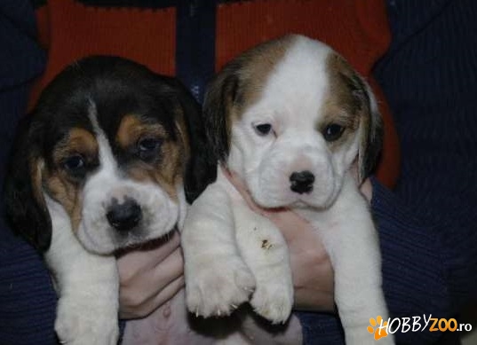 Catei Beagle tricolor in Timisoara