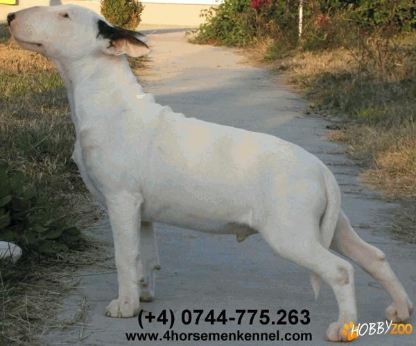 Oferta unica! Pui bull terrier