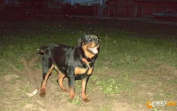 Vand femela rasa rottweiler