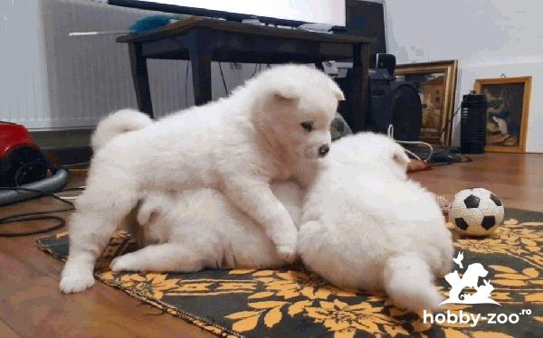 Pui Akita Inu Japonez rasă pură 