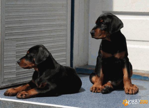 Pui de Dobermann de 2 luni