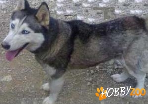 femela de Husky Siberian