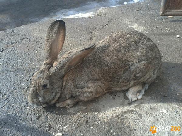 vand iepuri belgieni   Ploiesti