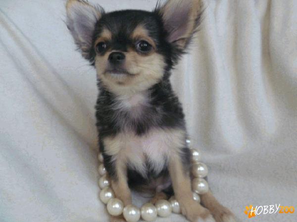 vindem catelusi chihuahua