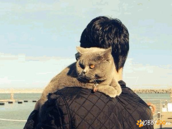 British shorthair pentru imperecher