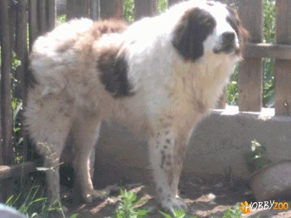 Ciobanesc Romanesc de Bucovina