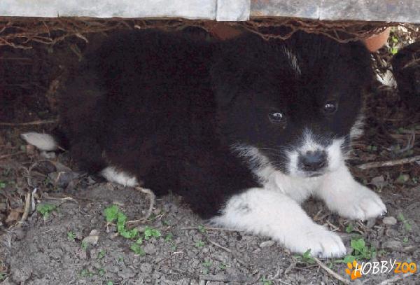 vand border collie